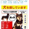 迷い犬アンネは、まだ、、？