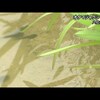 オタマジャクシが姿現す【熊本】