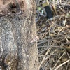 椎茸の原木と無花果の収穫と果樹の経過