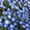 ネモフィラが美しすぎる！自然の花には癒されますね。