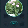 ポケストップ　薬用植物園