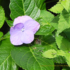 巨大アジサイ、紫陽花　Hydrangea macrophylla