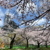 松川の桜