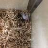しろあん616日目
