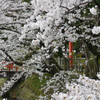 近江の四季　春