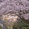 桜満開