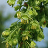 (174) Rumex crispus