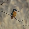 今朝の野鳥