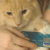 ネコにクレジットカード発行
