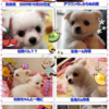 桃の思い出の写真です。過去の愛犬のChatGPTもあります。