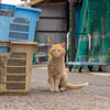 隣県西部離島のねこさん