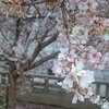 あわてんぼうの寝ぼけた桜　より。 