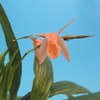 Coelogyne Tiny Hope 