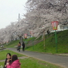 後楽園でお花見