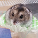 🔰初心者が『どんくさいハムスター🐹 』を飼ってからYouTubeを始めるまで！