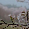 仁淀の咲くら遊山　別枝の桜