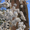 日ノ岡刑場鎮魂碑の桜