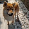 柴犬なつめの特徴