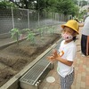 やまびこ：ぐんぐん伸びるヒマワリや野菜