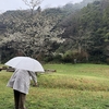 植物調査2025春