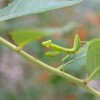 AMAの昆虫カマキリの子ども　みみずく自治会とギボウシの開花その3