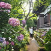 鎌倉　収玄寺のあじさい｜2024年開花状況（神奈川県鎌倉市長谷）