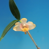 Dendrobium chittimae