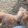 庭のベンチを洗った ｜迷い犬