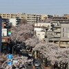 たまプラーザ桜祭り