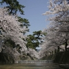 水辺の桜