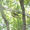 靭公園でアオバトを初観察(靭公園探鳥2018/04/20-2018/05/22)