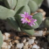 やっぱり、変なときに植え替えちゃったからかな