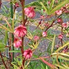 涼しくなって夫のﾋﾞｮｰｷがぶり返す