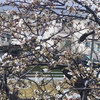 桜の枝に止まる 黒いムクドリ20250404