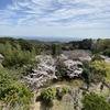 名所から名所へ渡る桜かな