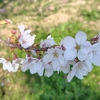 パート帰りにパシャリ