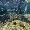 【岐阜】色は地味だけど面白い！「世界淡水魚水族館アクア・トトぎふ」