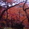 紅葉の三渓園を