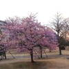 神様の愛「河津桜」