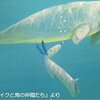 署名　10月5日を「ジュゴンの日」に定め、ジュゴンを沖縄県の「県獣」にしよう！　