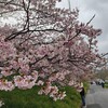 佐久間ダム湖親水公園　河津桜、開花状況（2026年2月23日、祝日）満開から葉桜へ（千葉県、鋸南町）