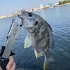 チヌを１枚釣るのに１か月もかかってしまった…