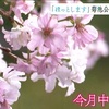 １０月でも楽しめます！菊池市で桜満開【熊本】