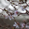 冬桜