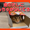 金のだしを買ったら、猫が喜ぶオモチャがついてきました！箱に入る姿がかわいすぎる猫。Comes with toys that cats will love!