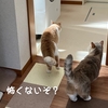 雨田甘夏、不審者です。【猫と新品と騒音事情】