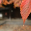 335  雫