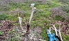 ４月１日は、接ぎ木日