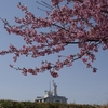 「河津桜」犀川桜千本の会（前編）