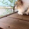 ひねもす